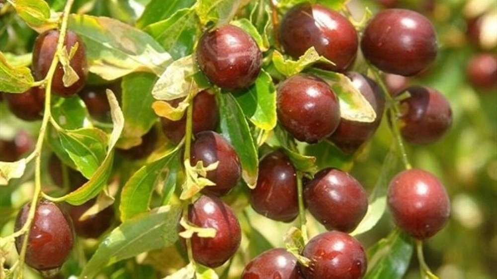 Selling grafted jujube seedlings to northern gardeners