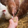Seyed Animal and Poultry Feed Store, Don Pars Feed Agent of Barna Company in Tehran