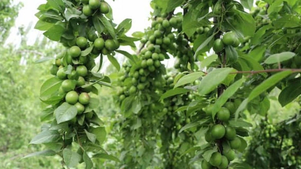 Production of green tomato seedlings for cold regions