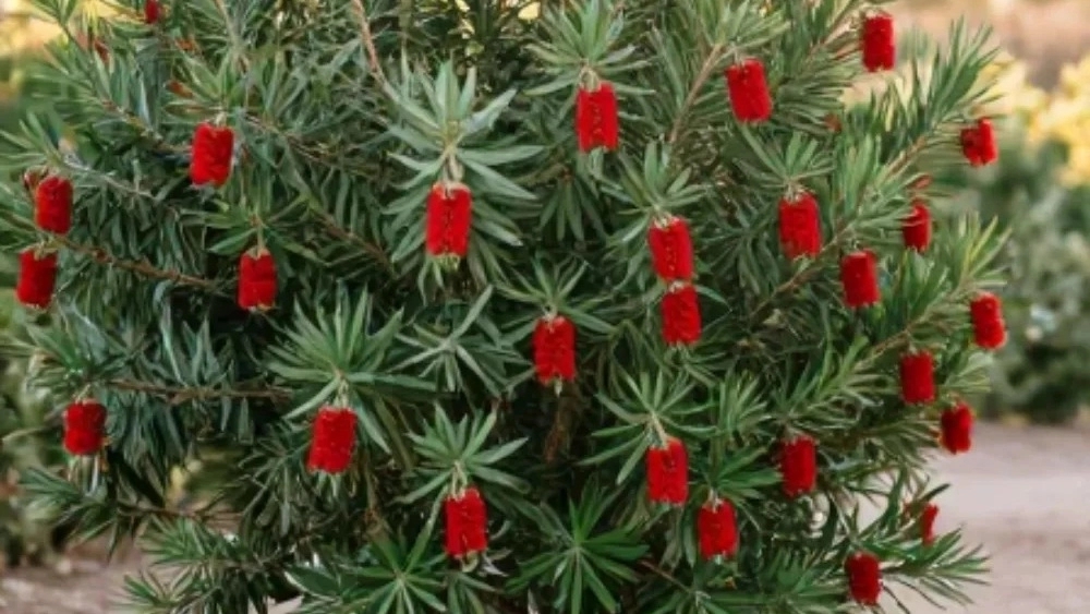 Buying salt-resistant glass seedlings is the best choice for salty areas