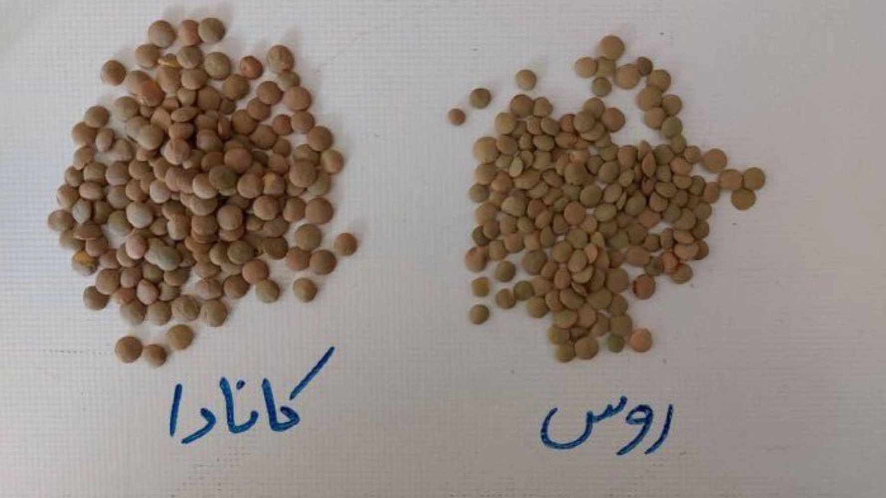 Mansour Khorasan Trading, import and export of all kinds of beans in Mashhad