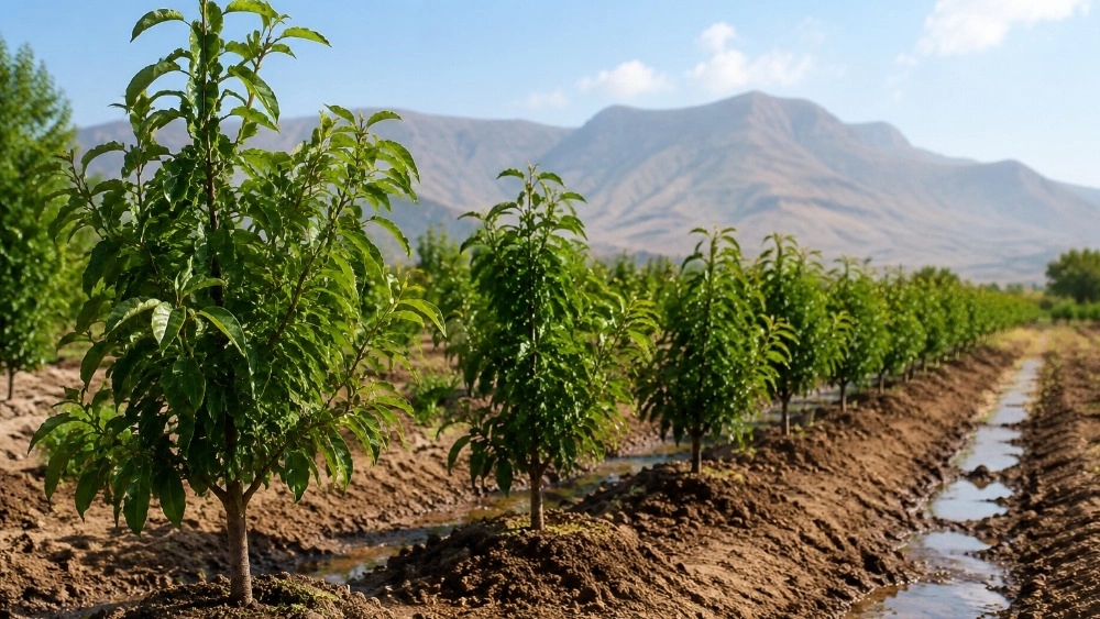 Free advice on buying saplings in Dezful