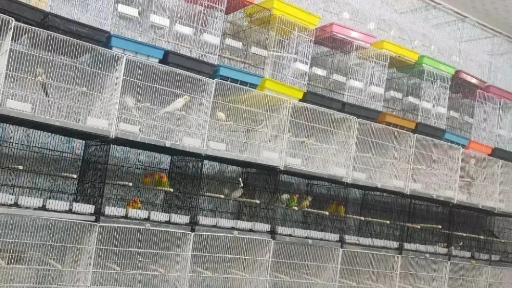 Tahran'ın güneydoğusundaki en iyi güvercin kafesi satış merkezi