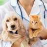 Hirkana Veterinary Clinic, treatment of internal diseases and animal surgery in Surrey