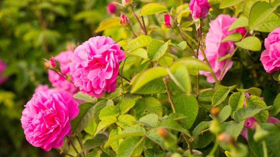 Buy rose seedlings with a special discount