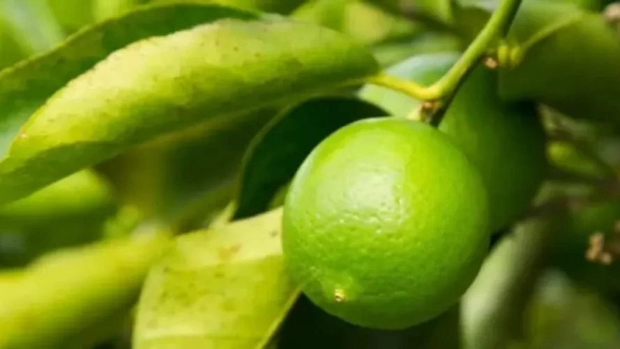 بيع شتلات الليمون المعتمدة والمطعمة في دزفول