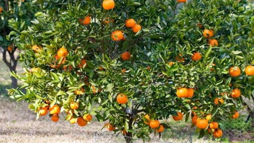 İran'ın farklı bölgeleri için mandalina fidanı satın almak ve dikmek için en iyi zaman