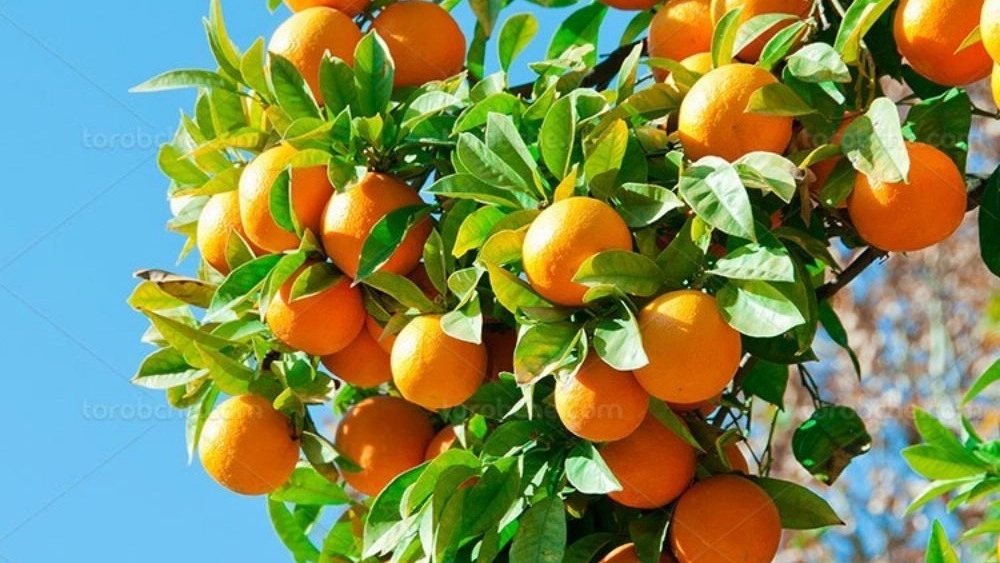 Why is my orange plant not flowering? 5 main reasons and their solutions