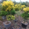 Ashkorat Greenhouse, production and sale of pine and boxwood ornamental plants in Rasht