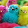Distribution of Shirian chickens, wholesale sale of colored chickens and healthy one-day-old chickens in Isfahan