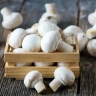 Emerald production, production and distribution of fresh and organic mushrooms in Hamedan