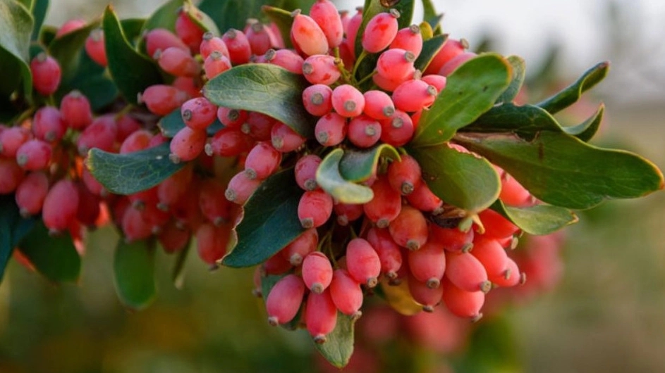 Padina Trading, production and sale of exported barberry in Mashhad