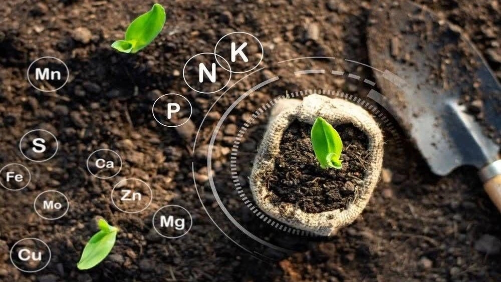 The role and time of absorption of nutrients after foliar spraying