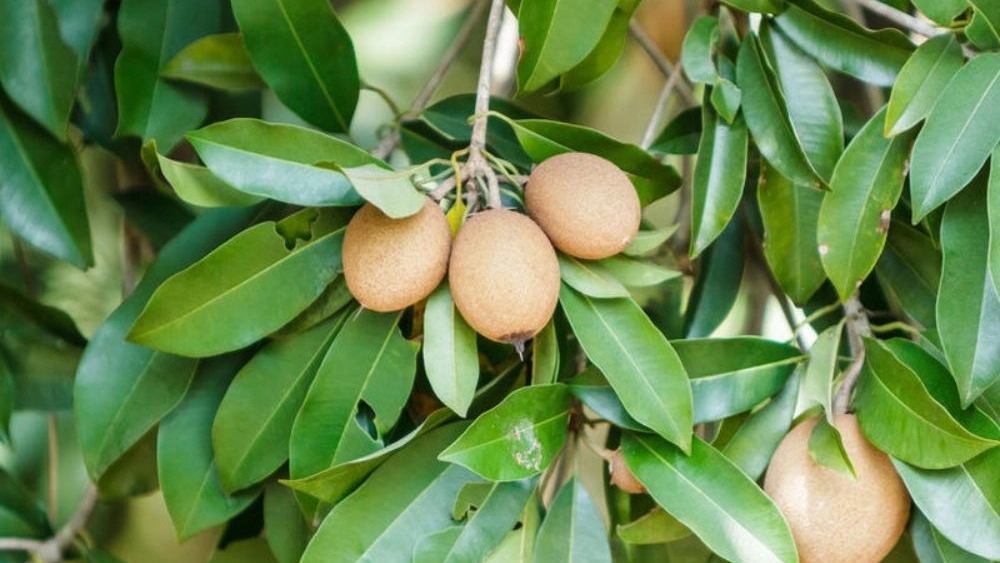 Selling tropical and cold climate seedlings in Iran