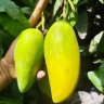 Mashaikhi Nursery and Greenhouse, supply of mango seedlings of tropical and tropical trees in Kerman