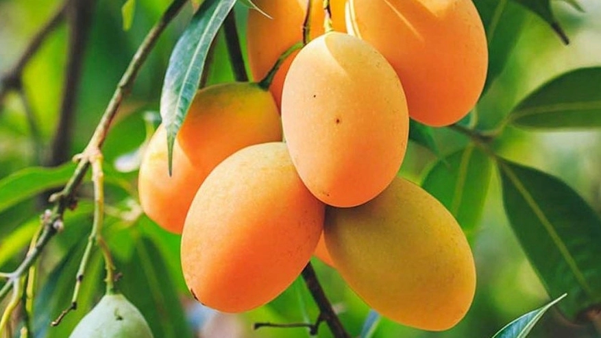 Mashaikhi Nursery and Greenhouse, supply of mango seedlings of tropical and tropical trees in Kerman