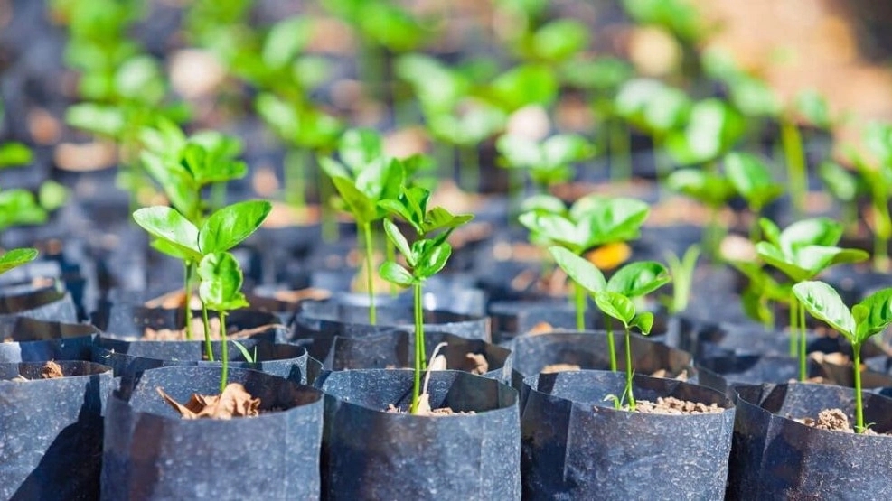 Royal Walnut Nursery, production and supply of the best varieties of fruit seedlings in West Azerbaijan