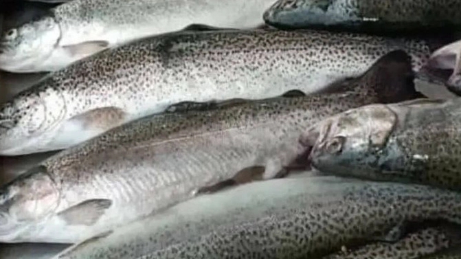 Sending quality salmon from Khuzestan to all over the country, direct and fresh purchase