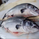 Sarlek store, selling all kinds of shrimp, stone fish and pink shank in Bushehr