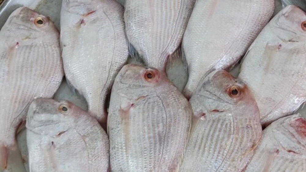 Sarlek store, selling all kinds of shrimp, stone fish and pink shank in Bushehr