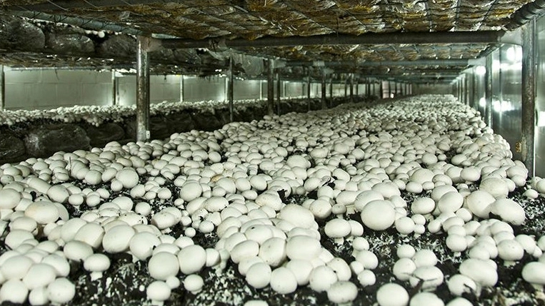 Mohsen Vinhazi Industrial Group, construction of mushroom factory and repair of ventilation equipment in Tehran