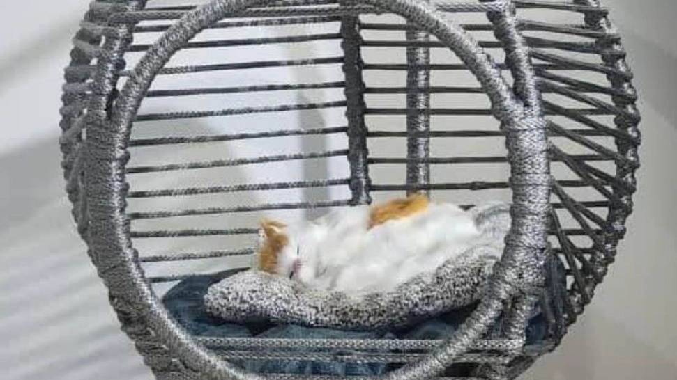 Buying relaxation swings for dogs and cats in Tehran