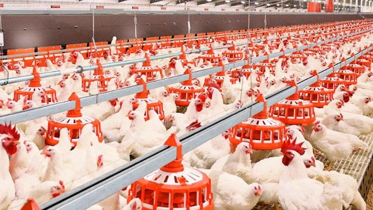 The best poultry equipment for broiler breeding