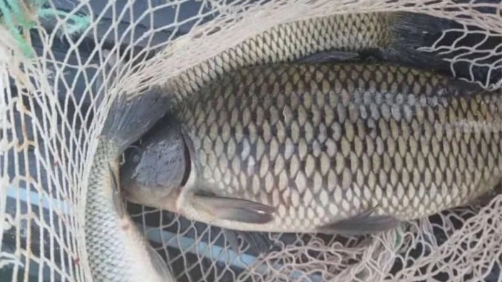 Comprehensive Guide to Southern Fish Exports: Golden Opportunities, Challenges and Best Business Partners