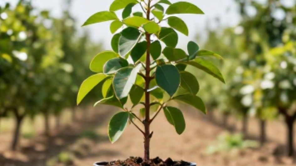 Selling Sardroud green tomato seedlings individually from Tabriz, buying original and fruitful seedlings at a reasonable price