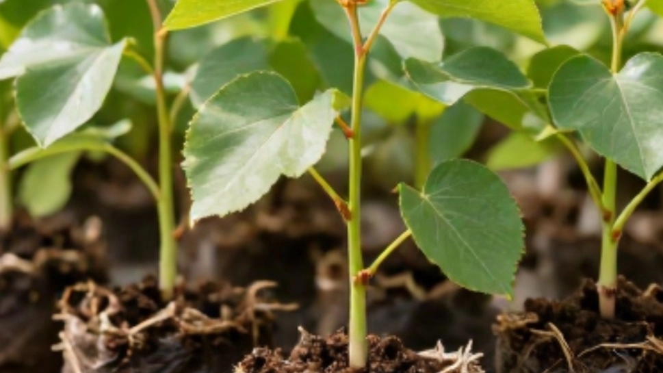 Sale of Darges pear seedlings to cooperatives from Tabriz. Bulk purchase of modified pear seedlings with quality assurance