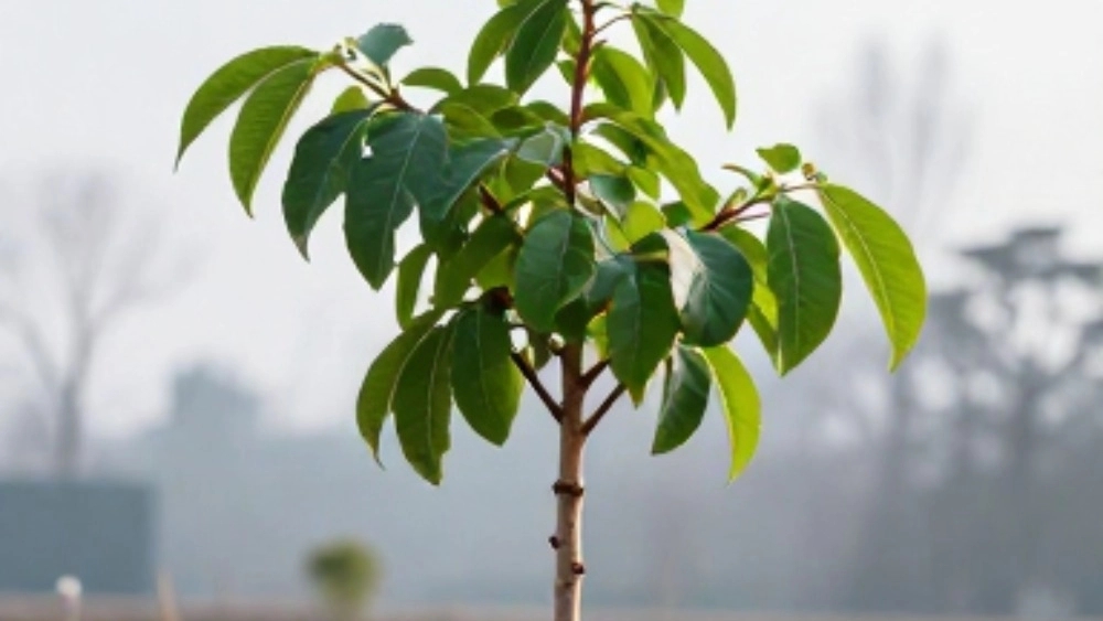 Production of peach and fig seedlings for cold areas from Tabriz, purchase of modified and cold-resistant seedlings