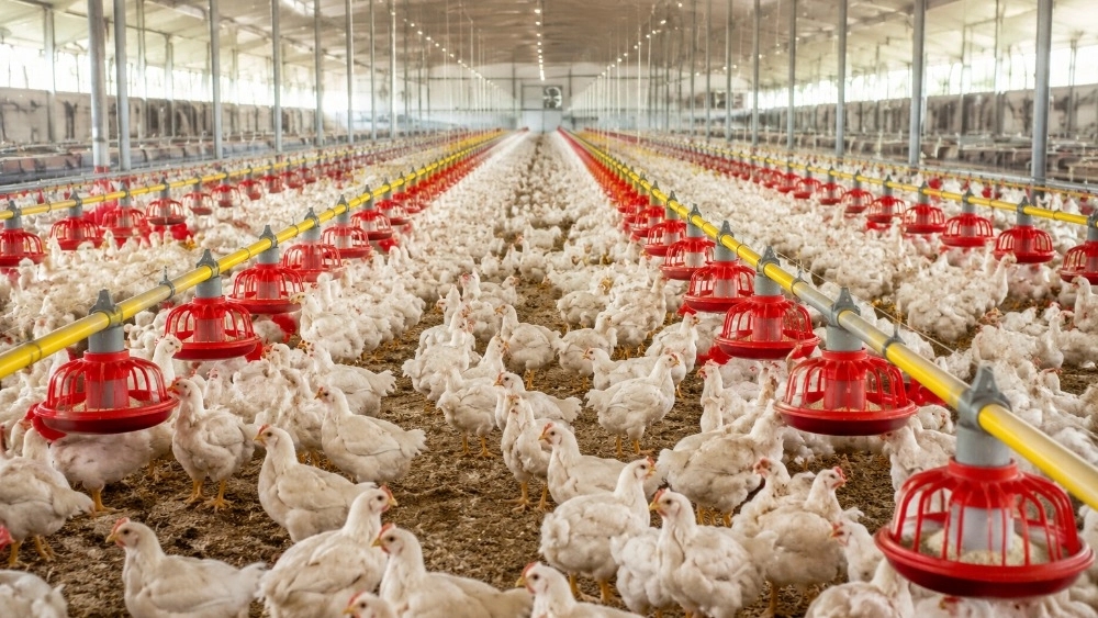 Modern poultry feed line in Tabriz direct order from Manaj Sanat