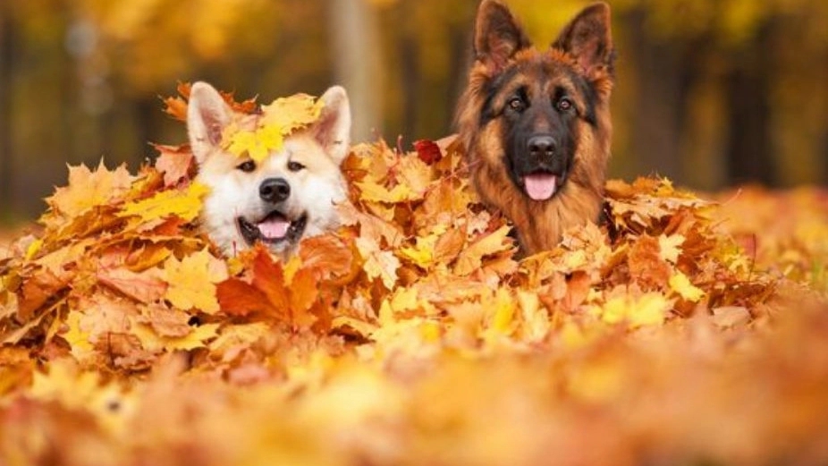Ahvaz nature supporters, maintenance and care of dogs in Khuzestan