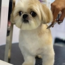 Soheila Groomer, animal grooming and washing salon in Qazvin