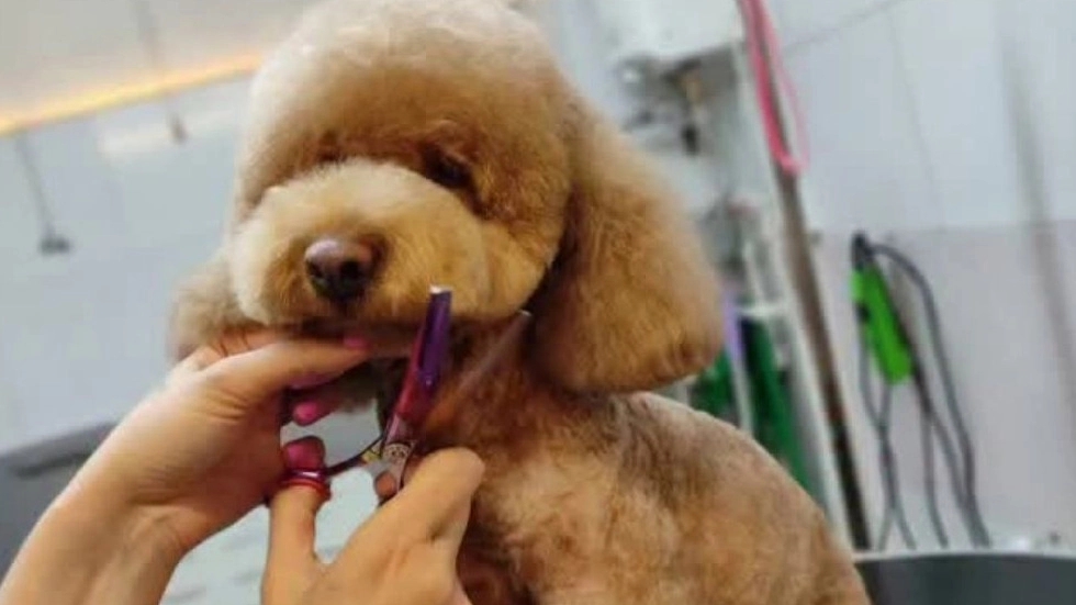Soheila Groomer, animal grooming and washing salon in Qazvin