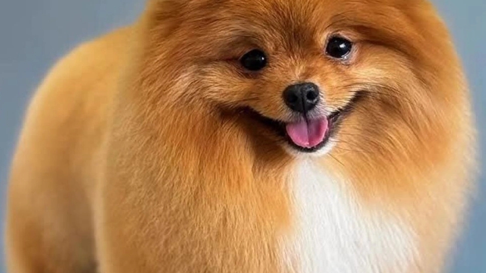 Shahreh Groomer, grooming and pet services in Kashan
