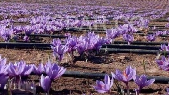 Irrigation tape for saffron growers: the secret of increasing yield and profitability in saffron cultivation