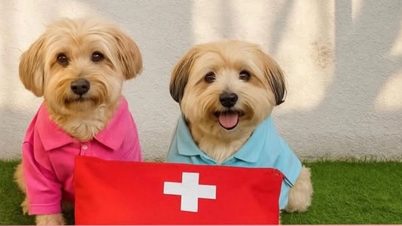 Poppyland pet shop and boarding house, maintenance and grooming of apartment dogs in Karaj