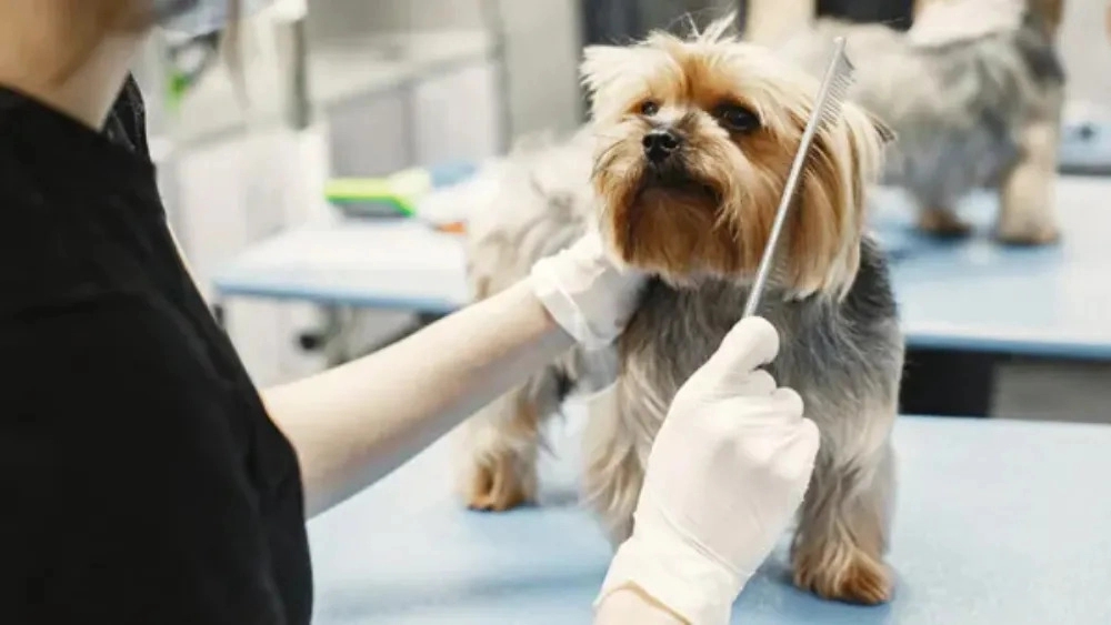 Sahar groomer, pet groomer in Andisheh, Tehran