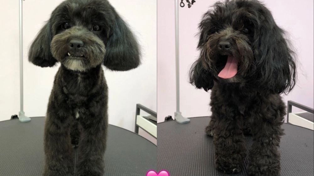 Kibria Groomer, grooming and washing services for dogs and cats in Bandar Abbas