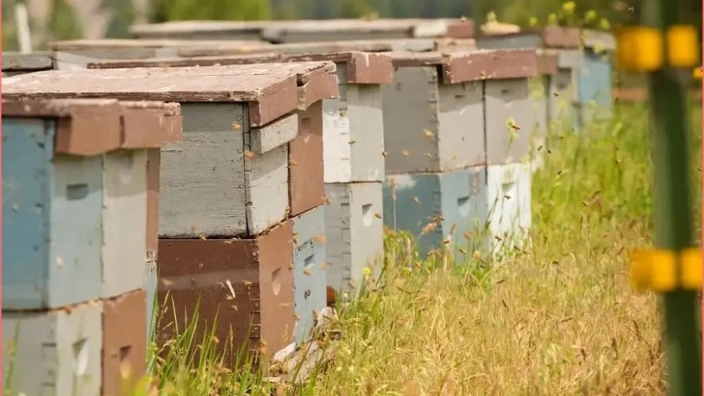 Farshid Farah Bakhshpour workshop, production and sale of all kinds of beehives and trays in Cheram