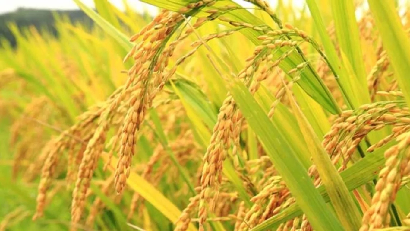 Getting to know the types of Gilan rice