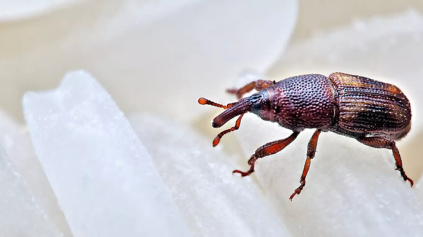rice weevil
