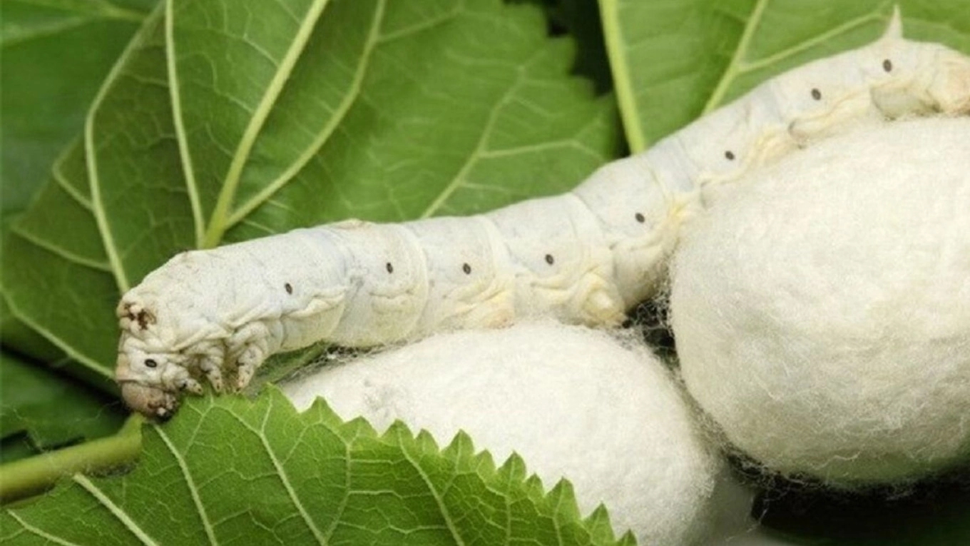 Properties of silk cocoons