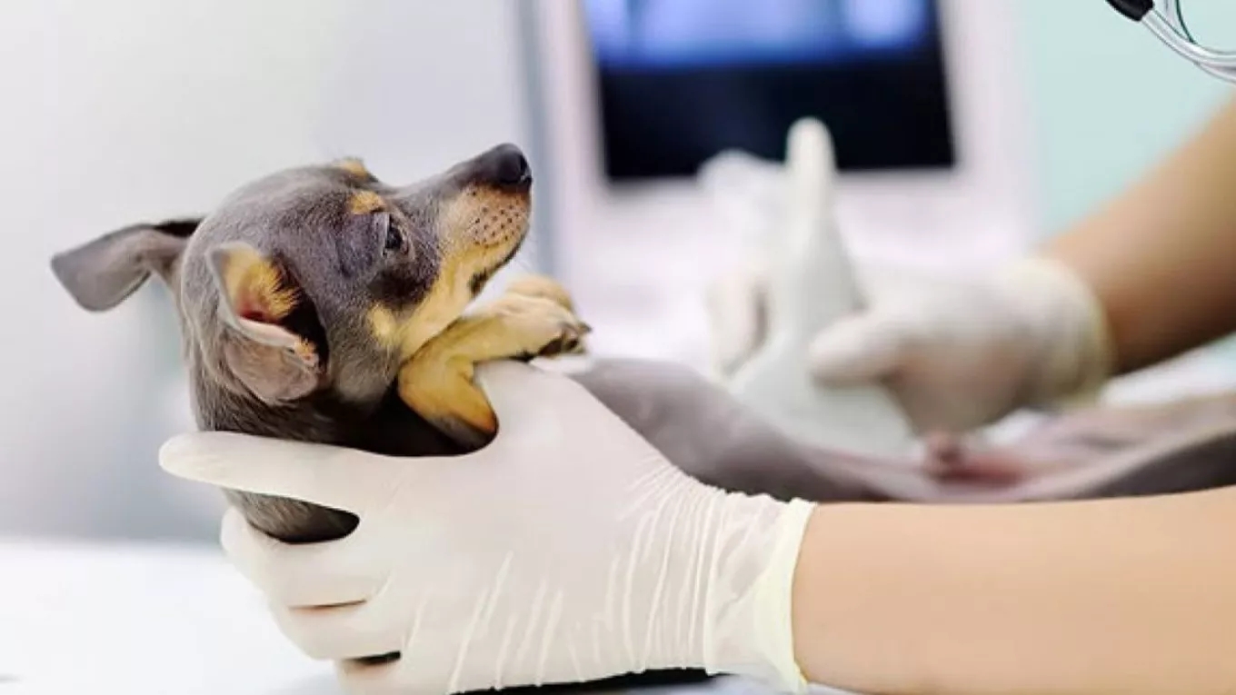 The most common diseases of dogs