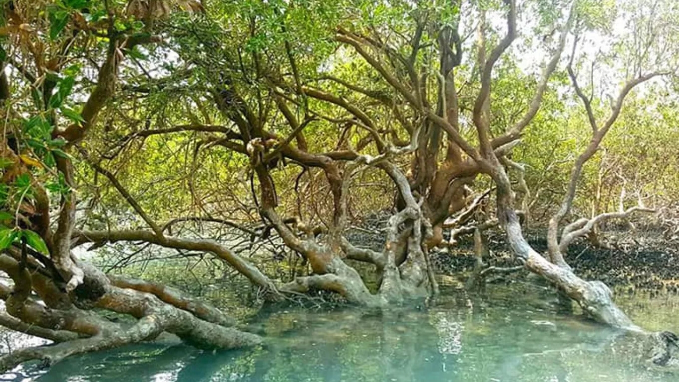 Using traditional and new methods to preserve the mangrove forest and traditional wooden barges