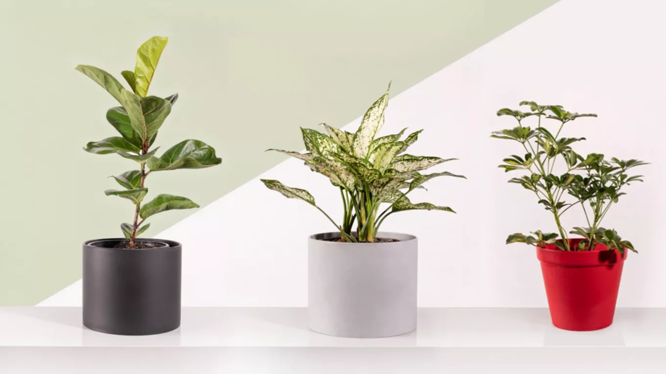 Selling flowers and plants