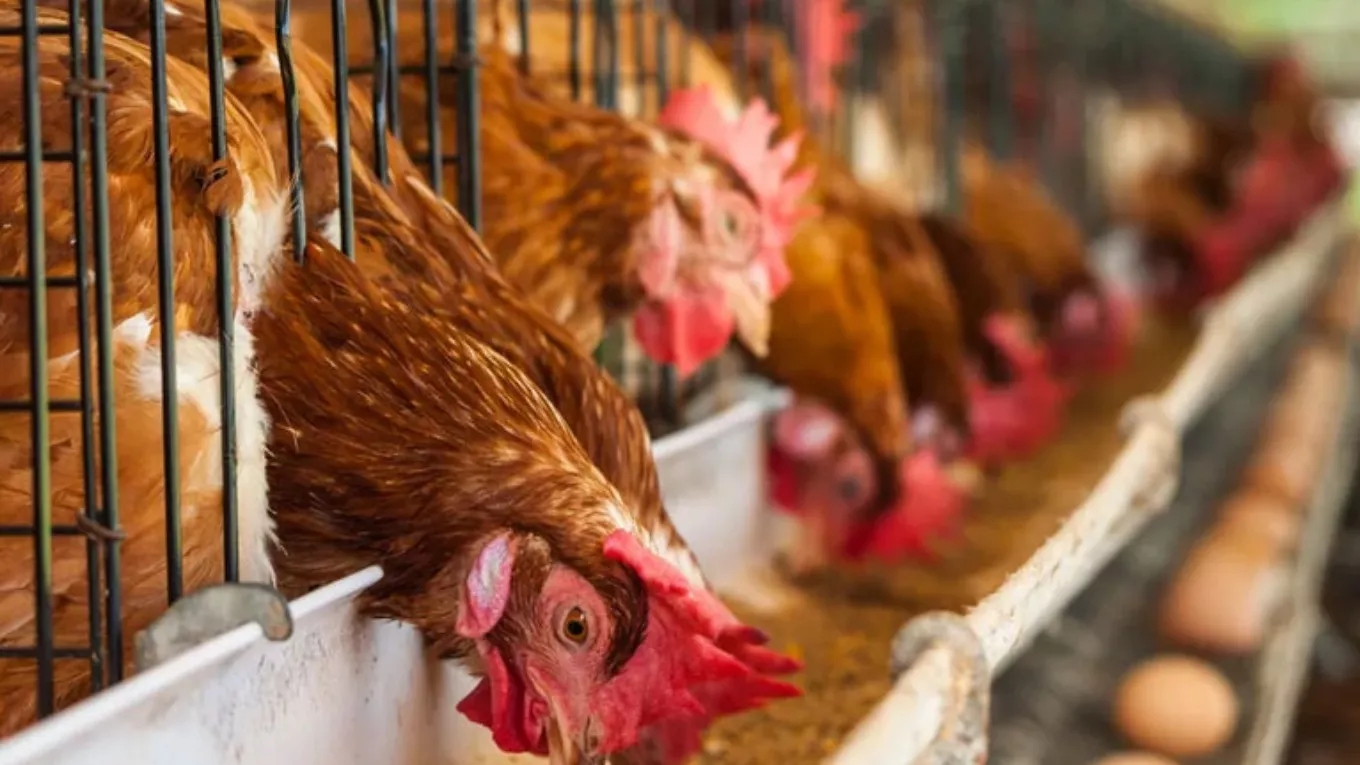All kinds of poultry equipment