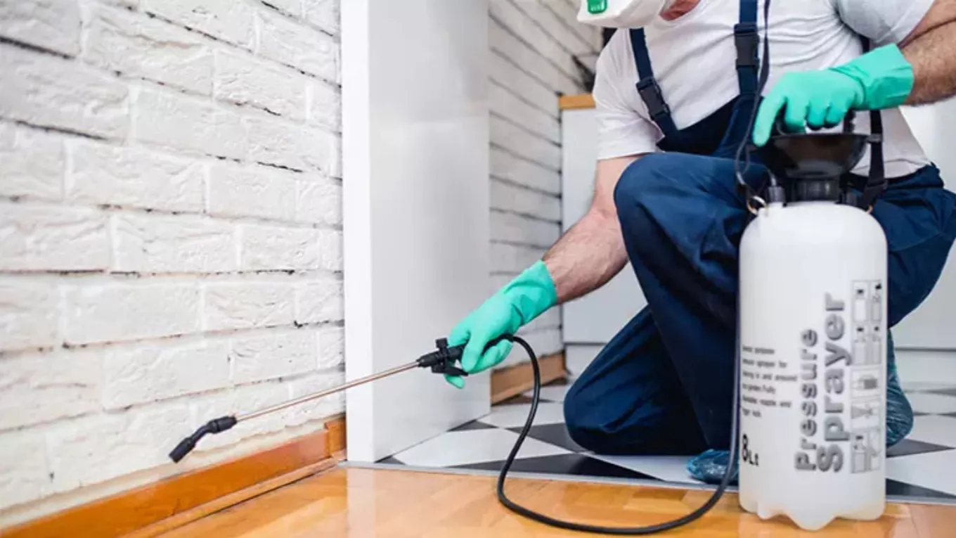 Spraying the house to kill insects