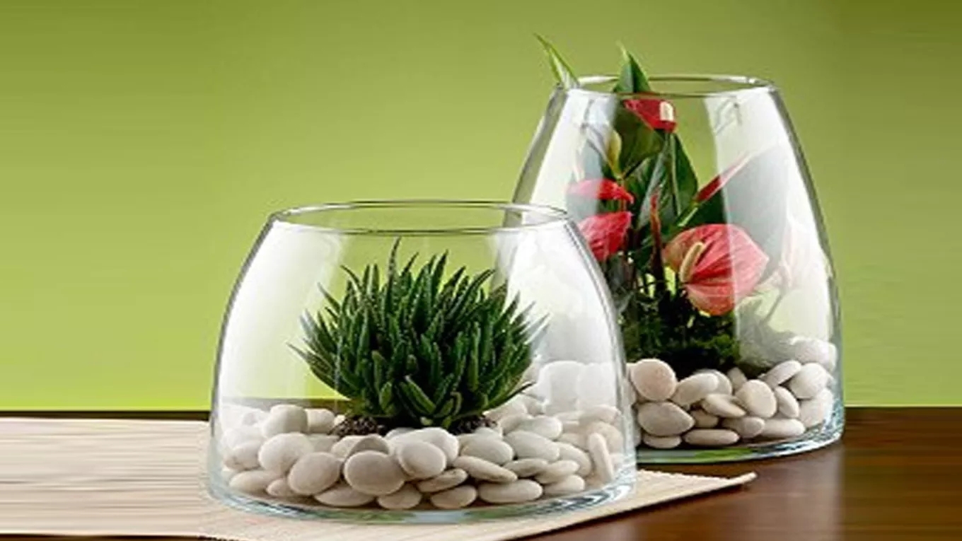 terrarium